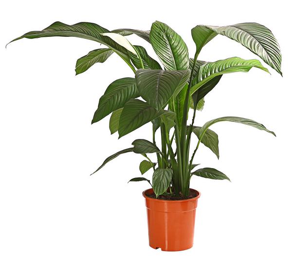 Air So Pure® Einblatt - Spathiphyllum