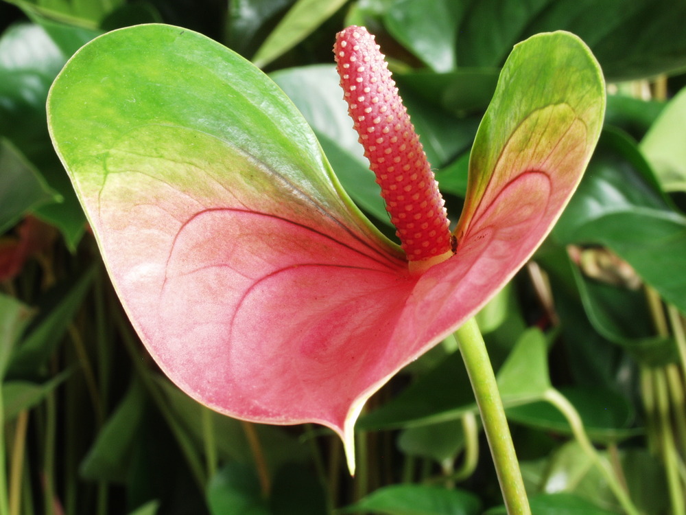 2x anthurium 'aristo' rose - plante flamingo - entretien facile - ⌀12 cm - ↕30-40 cm
