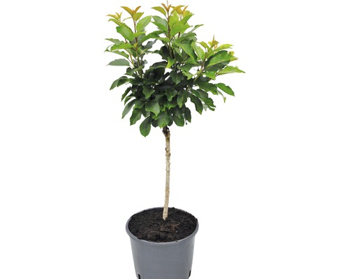 Biologische dwergzure kers FloraSelf Organic Prunus cerasus 'Maynard' Stamhoogte 40 cm Co 7,5 L
