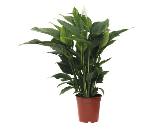 Vredeslelie FloraSelf Spathiphyllum wallisii H 90-105 cm Ø 21 cm pot