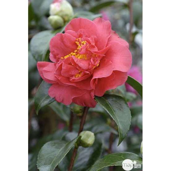 Camellia crimson Glory : H.40/50cm, Pot 3L