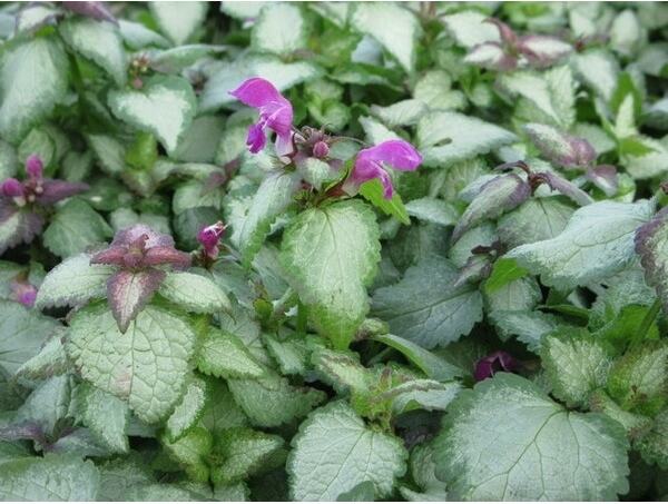 Dovenetel (Lamium maculatum 'Beacon Silver') D 9 H 10 cm