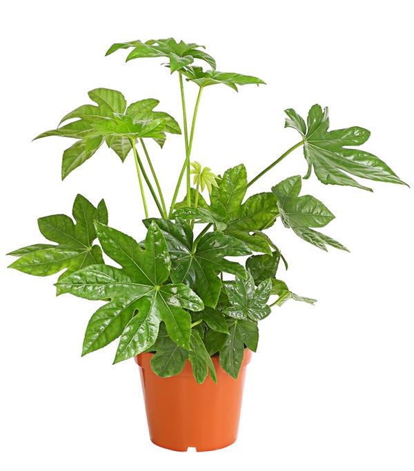 Zimmeraralie - Fatsia japonica
