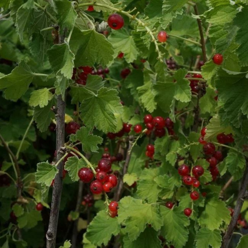 Groseillier à grappes 'jonkheer van tets' - ribes rubrum 1,5l