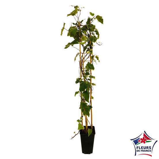 Hedera Gloire de Marengo : ctr de 3 L.