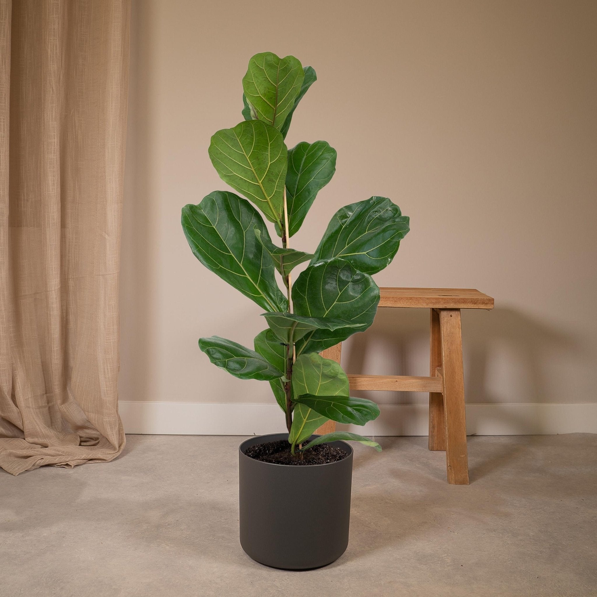 Plante d'intérieur - ficus lyrata 75cm