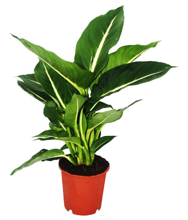 Dieffenbachien-Set - Dieffenbachia, 3-teilig
