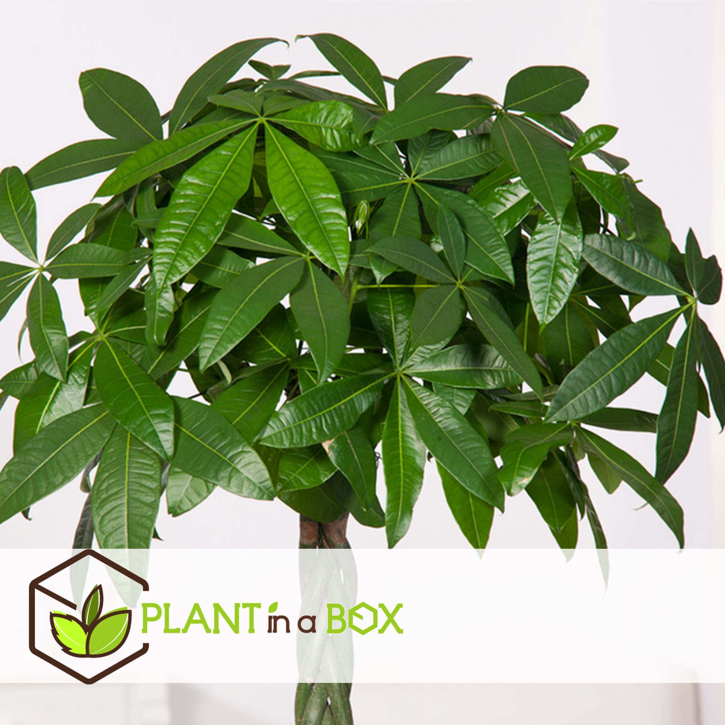 Pachira aquatica - 'money tree' - pot 17cm - hauteur 60-70cm