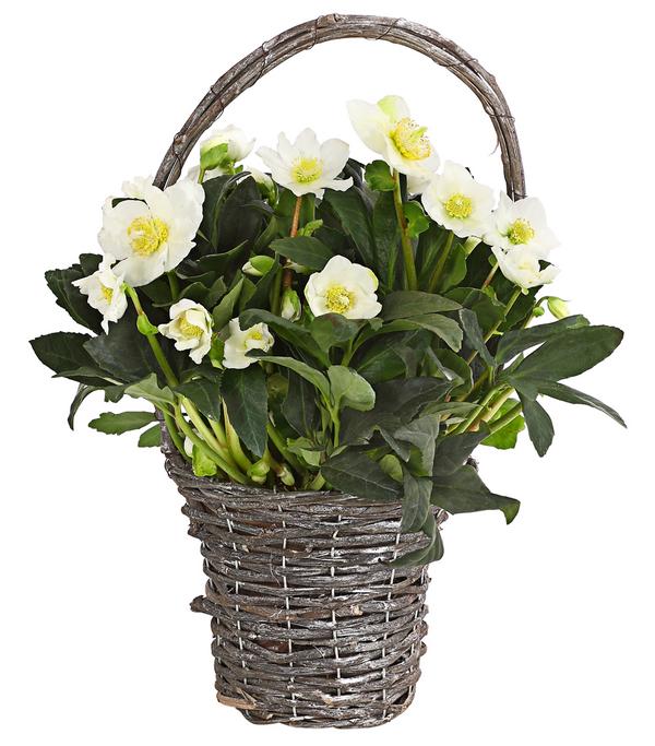 Christrose im Korb