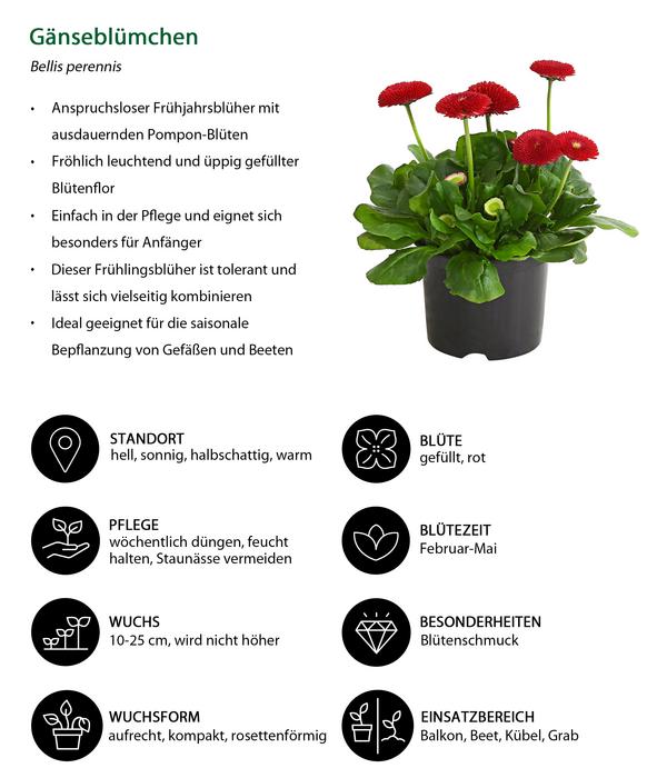 Beet- & Balkonpflanzen-Set Roter Frühling,