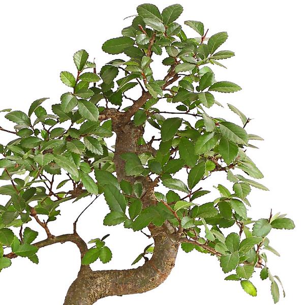 Bonsai Japanische Zelkove - Zelkova serrata