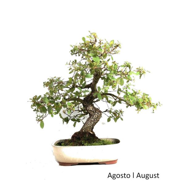 Luso Bonsai Carvalho Faginea Bonsai de 38 anos - 53561B