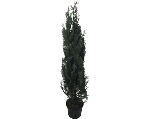 Blauwe Lawsoncipres, Valse cipres FloraSelf Chamaecyparis lawsoniana 'Columnaris Glauca' H 175-200 cm Co 15 L Potted