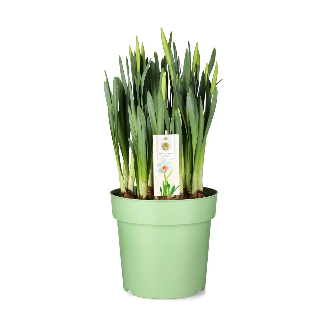 Narcissus incomparabilis 'Accent' Påskelilje 'Accent' Ø23 cm