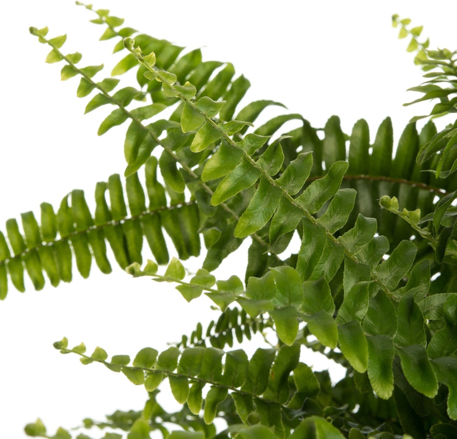 Krulvaren in hangpot (Nephrolepis exaltata 'Green Lady') D 20 H 60 cm