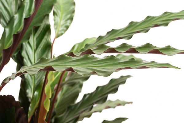 Korbmarante - Calathea 'Wavestar'