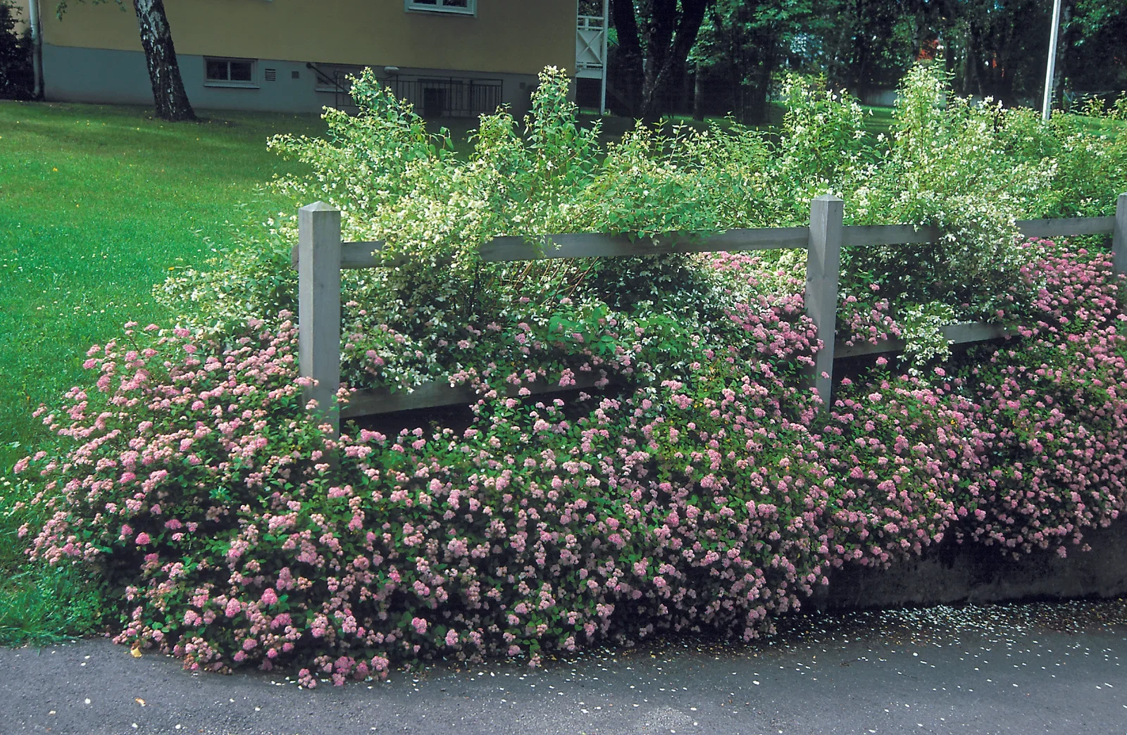 Spiraea japonica 'Little Princess' Japanspirea 'Little Princess' Ø22 cm