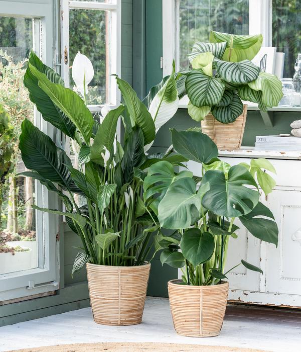 Air So Pure® Einblatt - Spathiphyllum