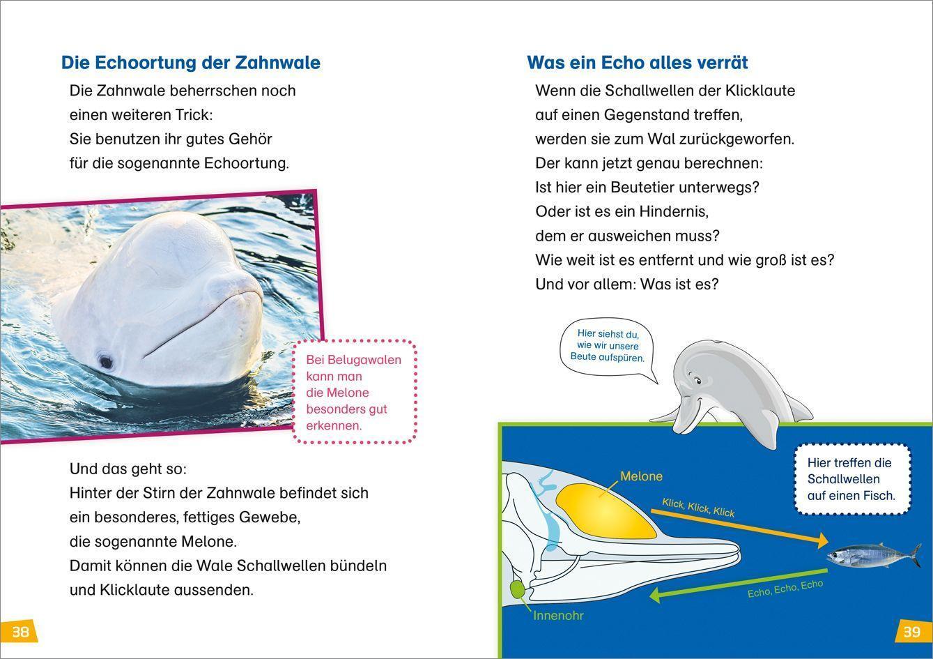 Wale und Delfine / WAS IST WAS Erstes Lesen Bd.1