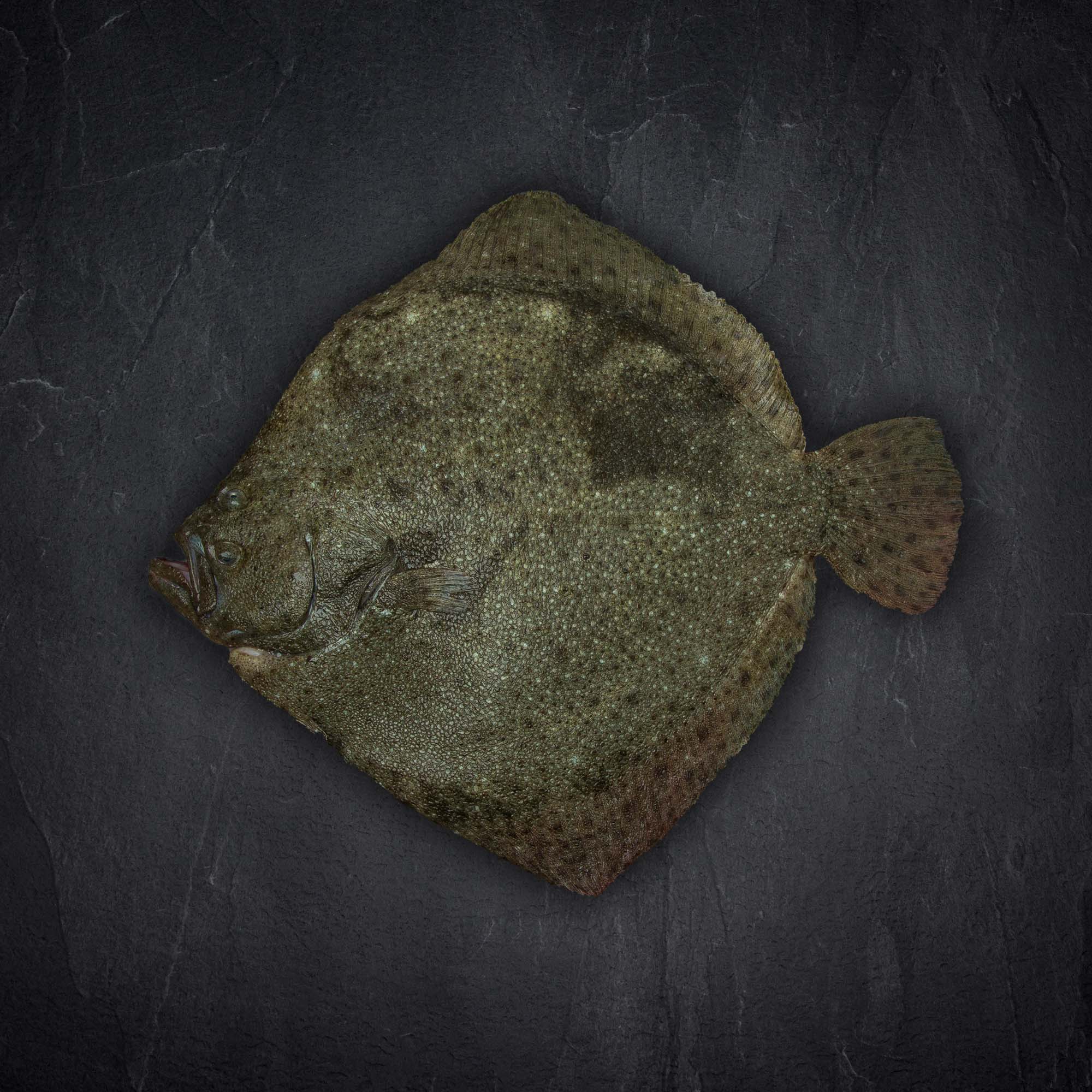 Steinbutt 650g