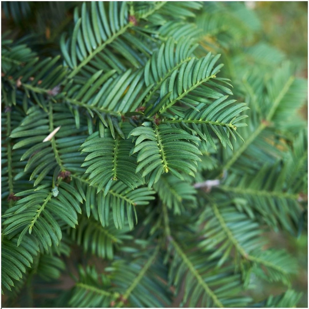 Taxus baccata - lot de 6