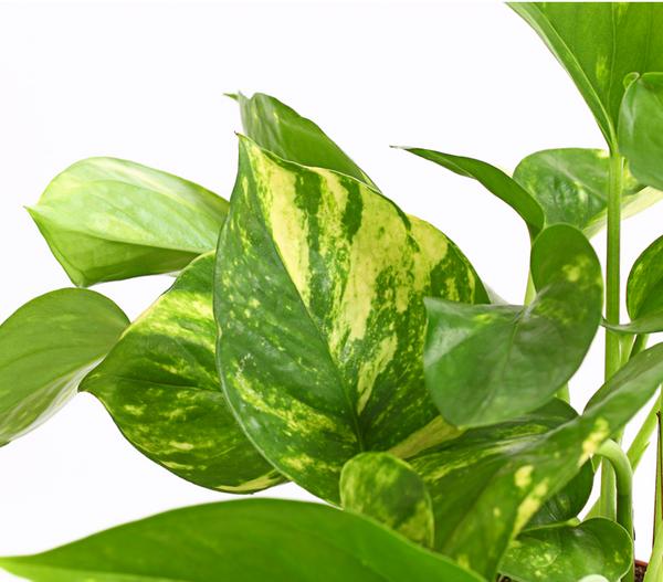 Efeutute - Epipremnum aureum