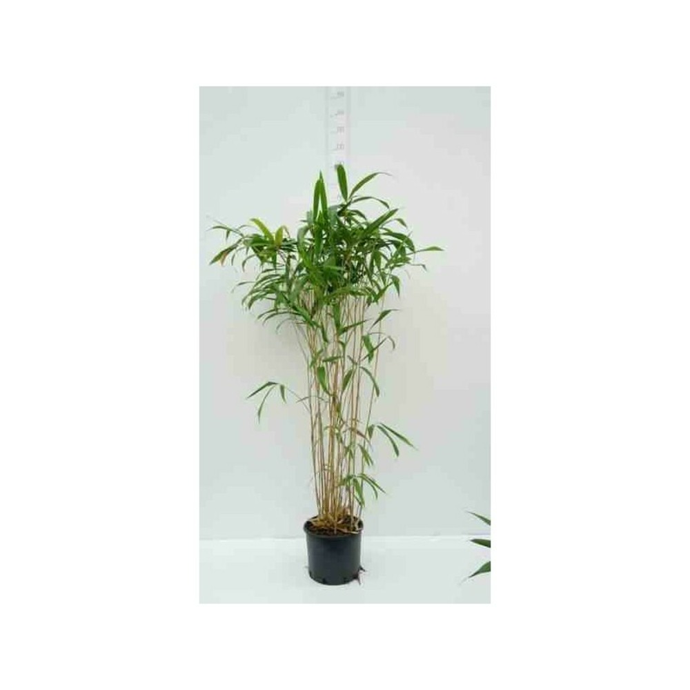 Pseudosasa japonica tsutsumiana taille pot de 14 litres - 100/120 cm