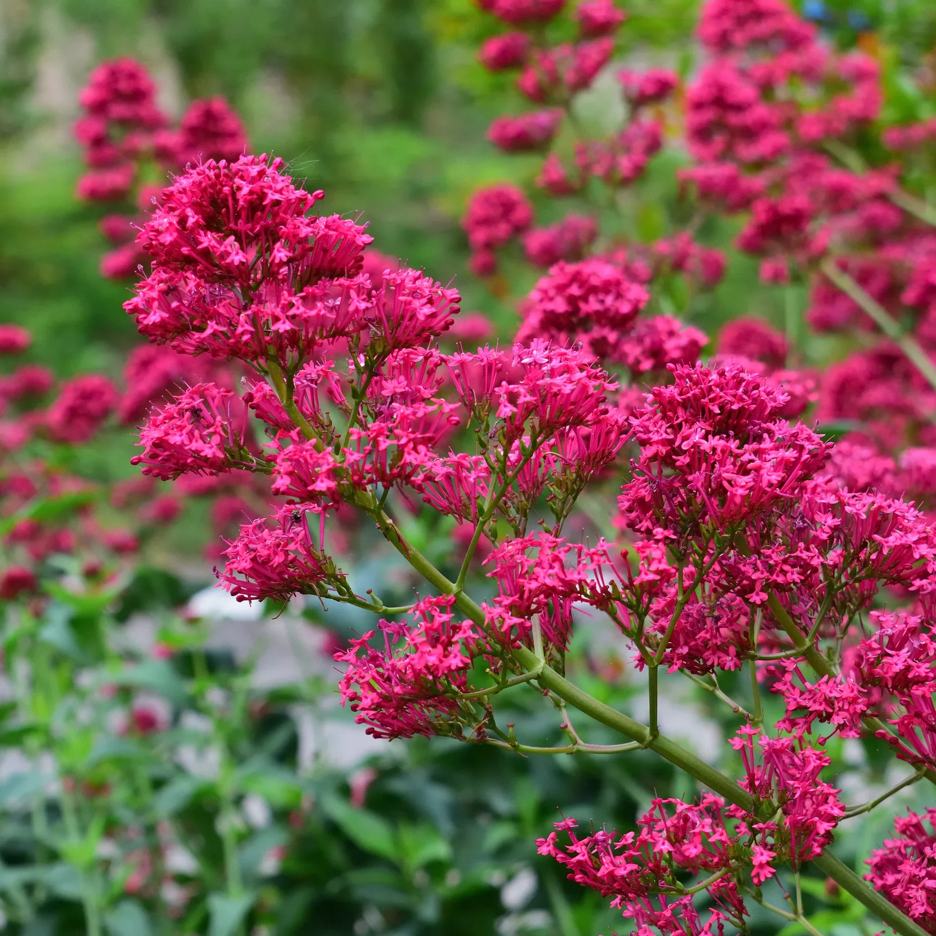 Centranthus rubus 'Coccineus' Sporeblomst 'Coccineus' Ø11 cm
