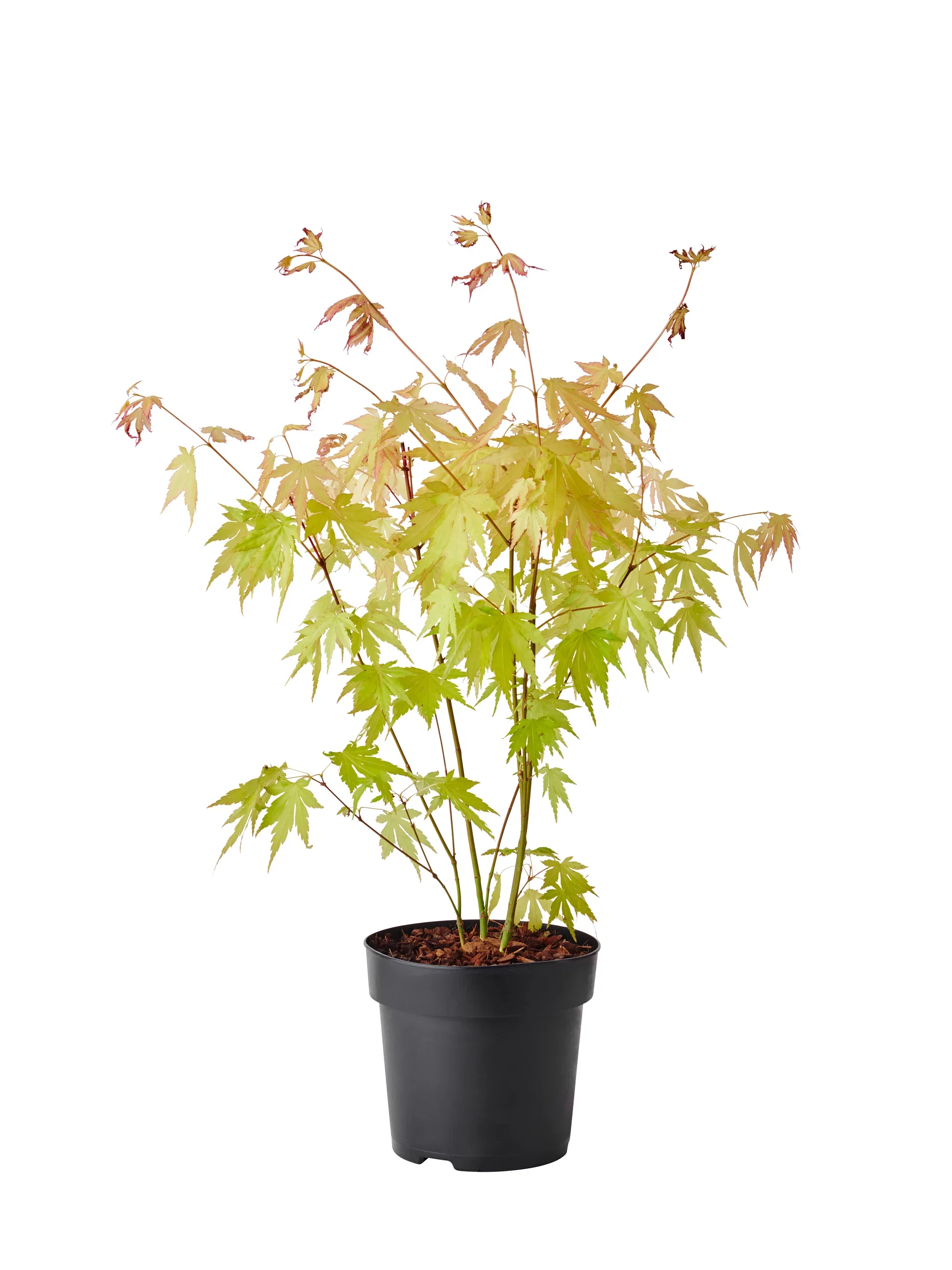 Acer palmatum, Mix Viftelønn miks Høyde 20 cm