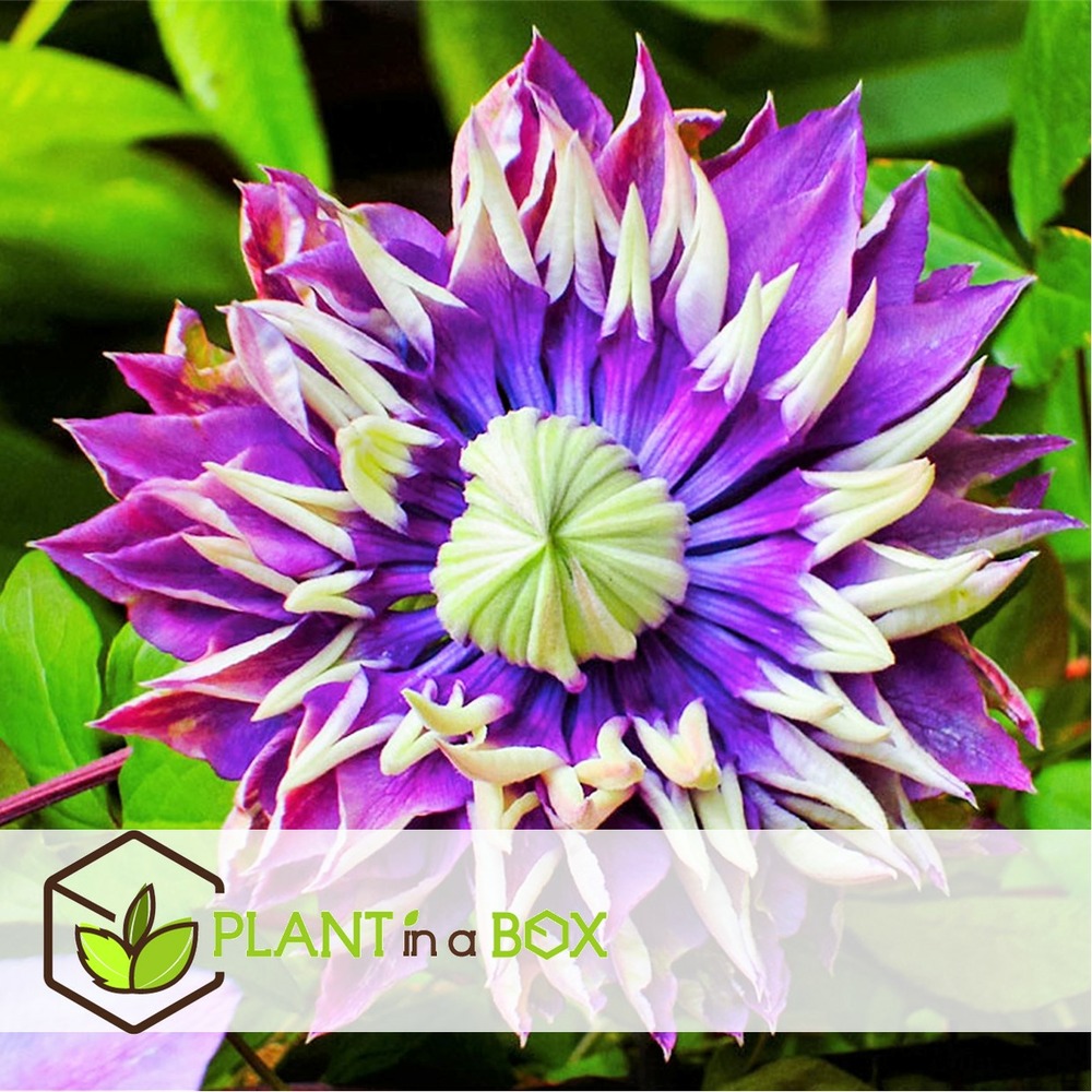 Clematis taiga - set de 4 - plantes grimpantes - pot 9cm - hauteur 25-40cm