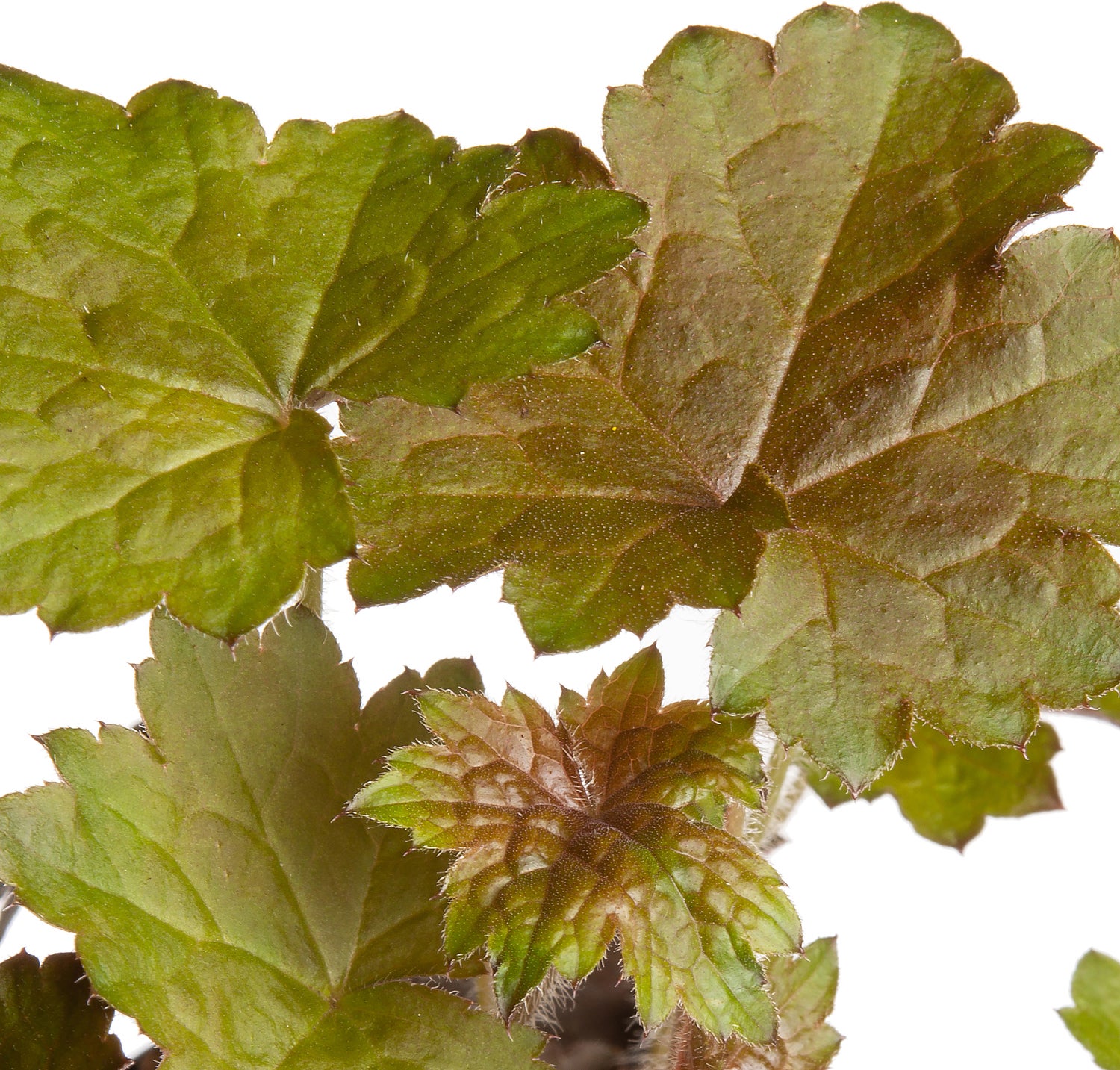 Purperklokje (Heuchera micrantha 'Palace Purple') D 9 H 10 cm