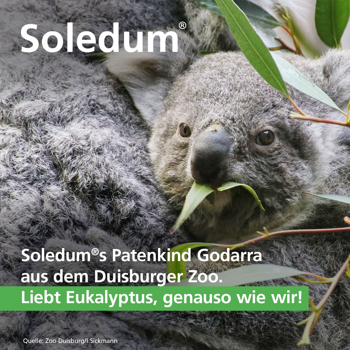 Soledum® addicur zur Zusatzbehandlung bei COPD und Asthma