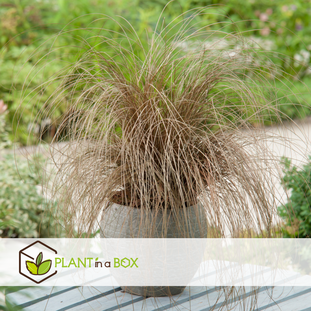 Carex comans bronco - x6 - herbe ornementale - pot de 10.5 - hauteur 15-25cm