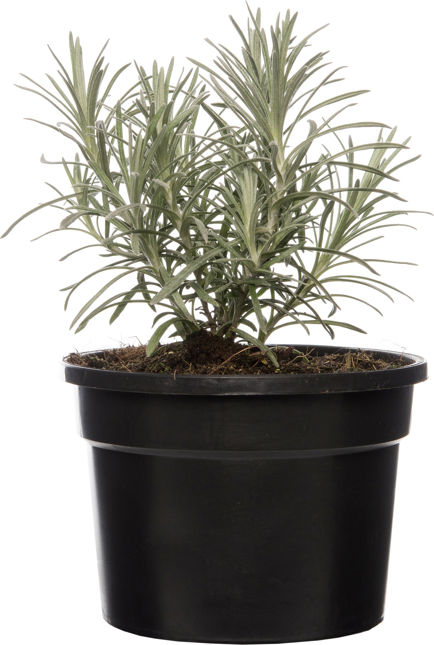 Biologische kerriekruid (Helichrysum italicum) D 13 H 15 cm