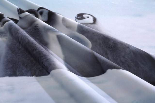 my home Bettwäsche »Lyki« 2 tlg. ab Grösse 135x200 cm, 100% Polyester, Katze, Pferd, Löwe, Pinguin