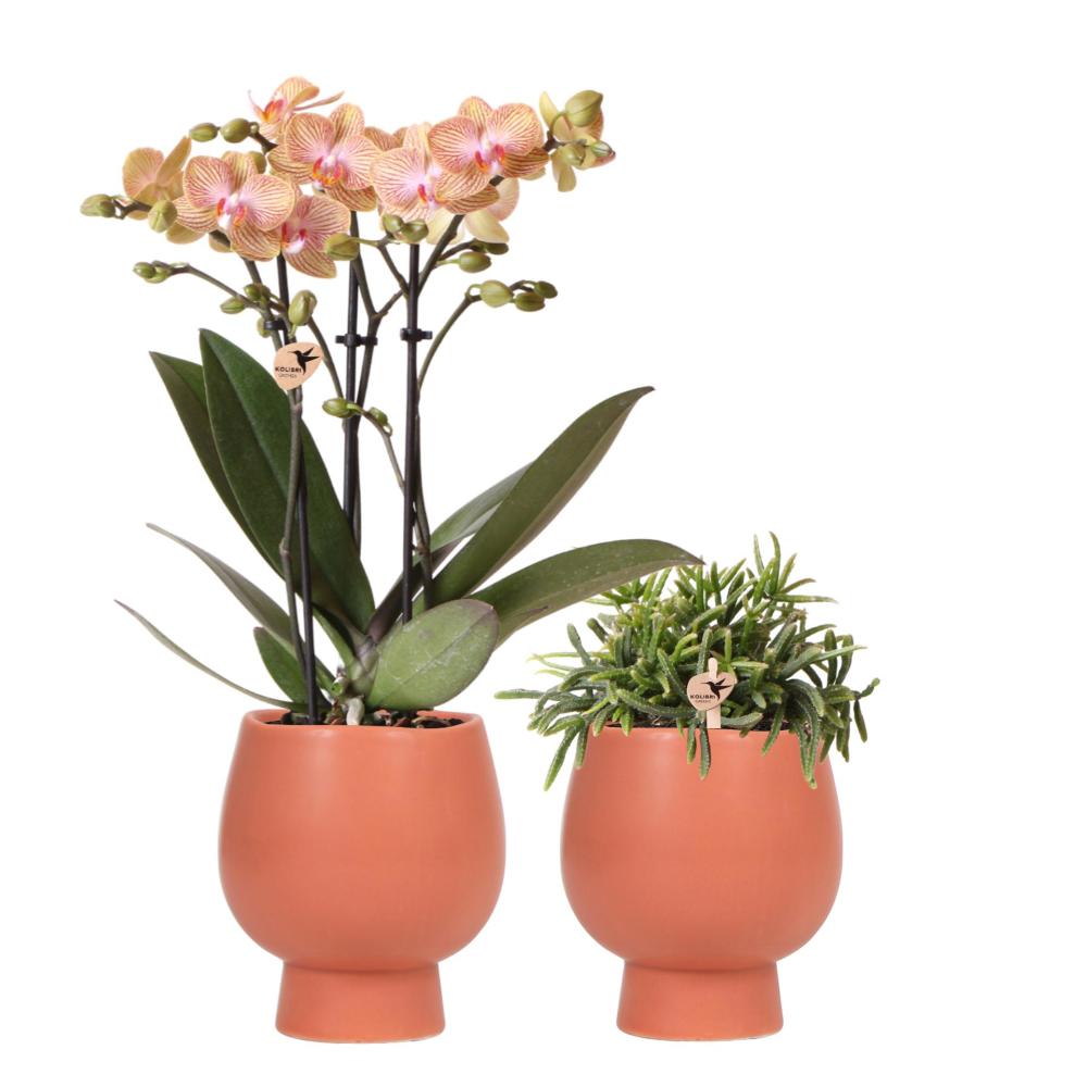 Plante d'intérieur - duo orchidée et rhipsalis 35cm