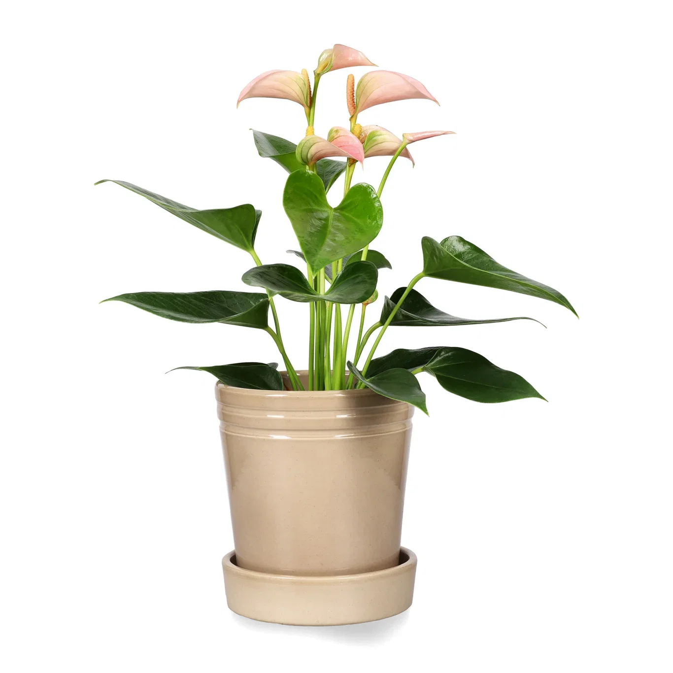 Anthurium Andraeanum Group Flamingoblomst Høyde 45 cm