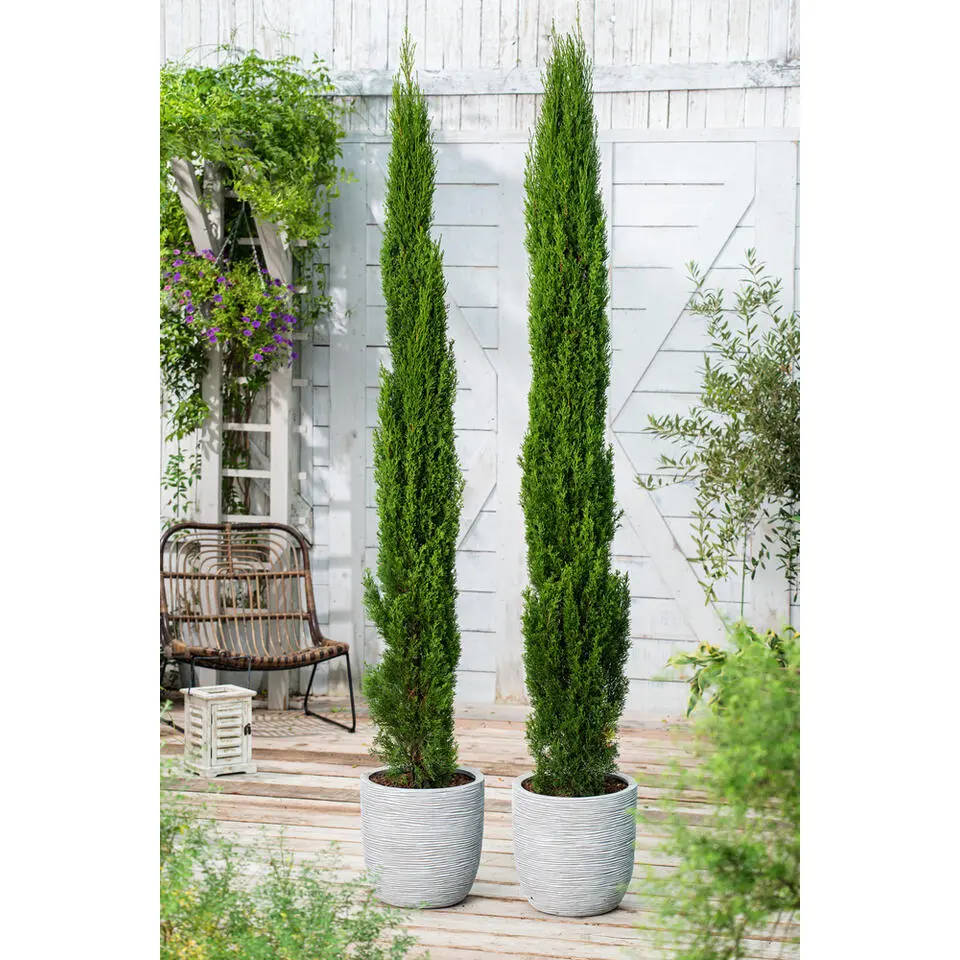 Italiaanse cipres - Set van 2 - Cupressus sempervirens - Hoogte 70-80cm - ⌀19cm