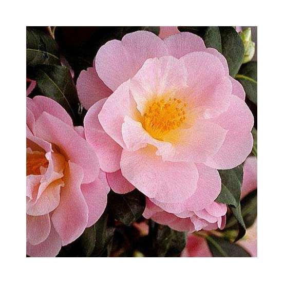 Camellia 'Nicky Crisp' : H 40/50 cm, ctr 3 Litres