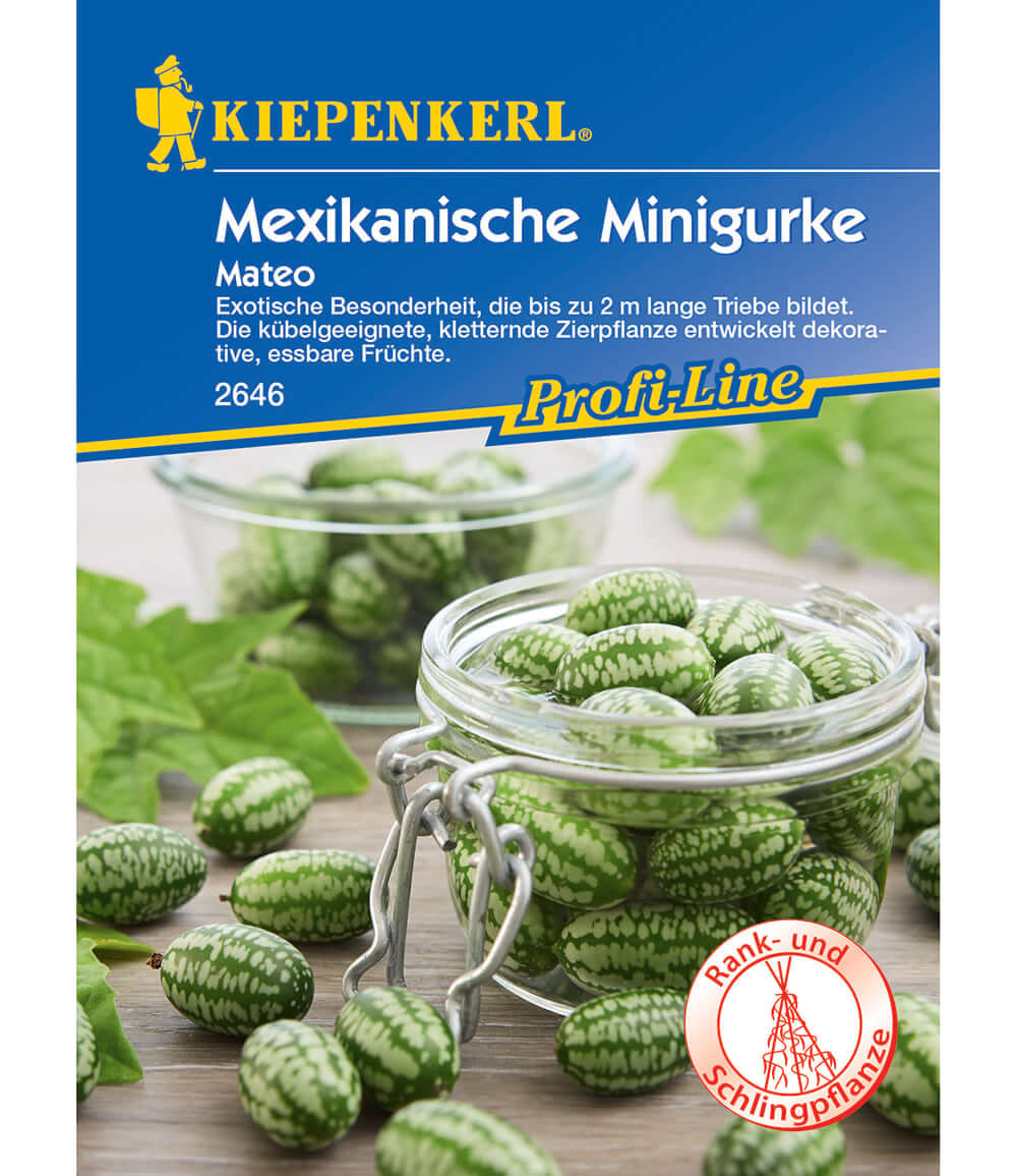 Mexikanische Minigurke 'Mateo'