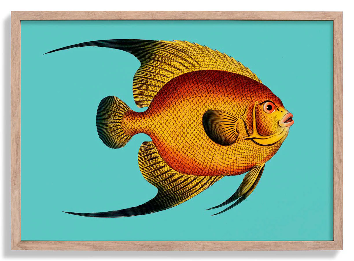 Türkisfarbener Fisch