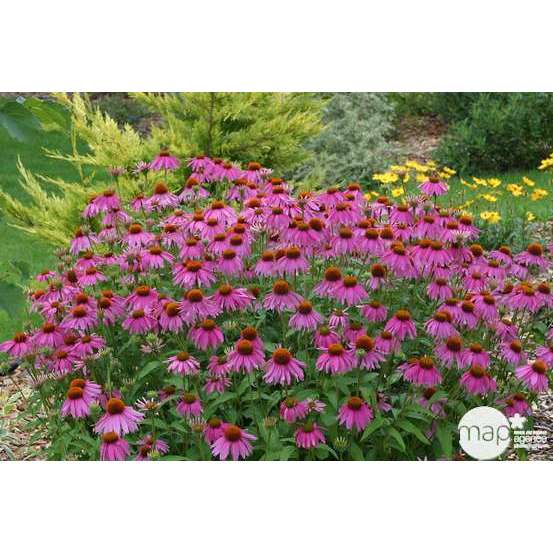 Rudbeckie pourpre : godet vert