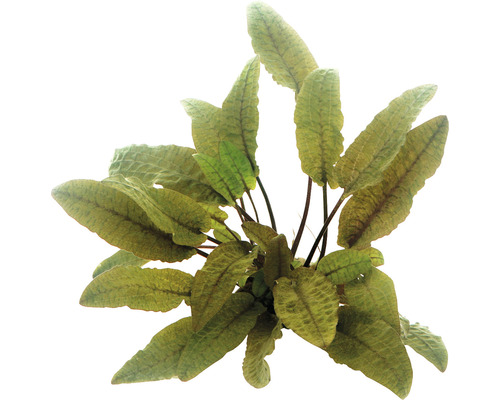 XXL aquarium waterplantenpakket 