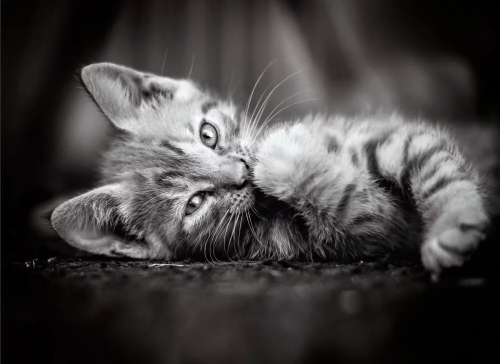 HIGH QUALITY - PUZZLE 1000 PIECES KITTY
