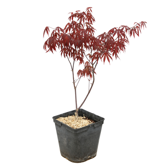 Acer Japonicum 'Palmatum Blood Good' C3L h.40/60cm