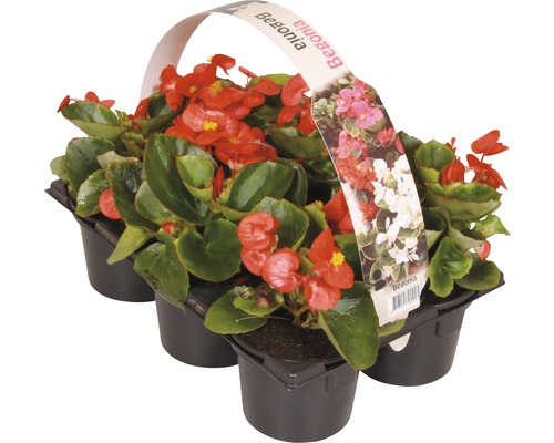 Bloeiende perk- en balkonplanten, 6-pack FloraSelf: Portulaca, Tagetes, Lobelia, Impatiens, Begonia, Alyssum