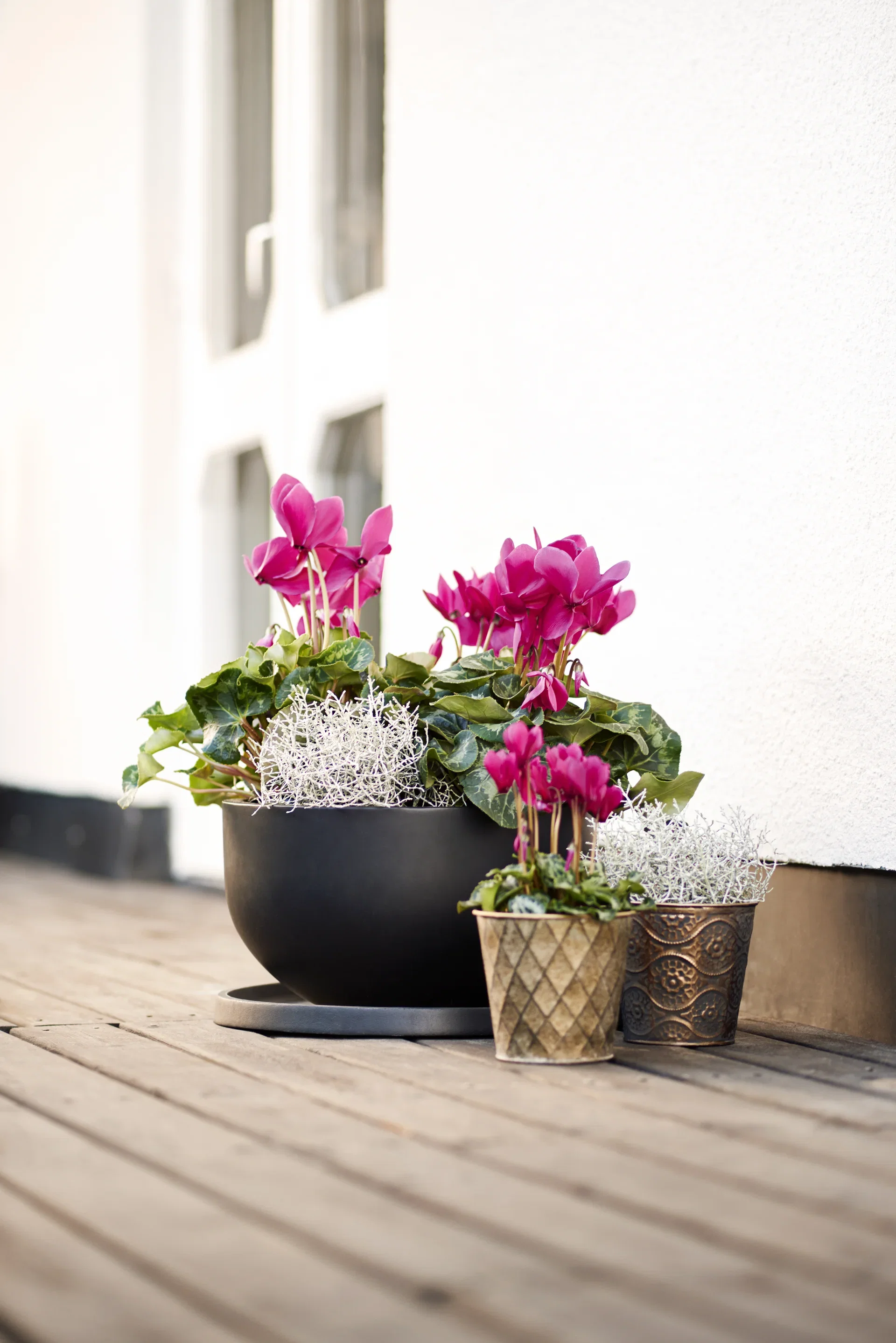 Cyclamen Purple 12 cm Alpefiol Ø12 cm