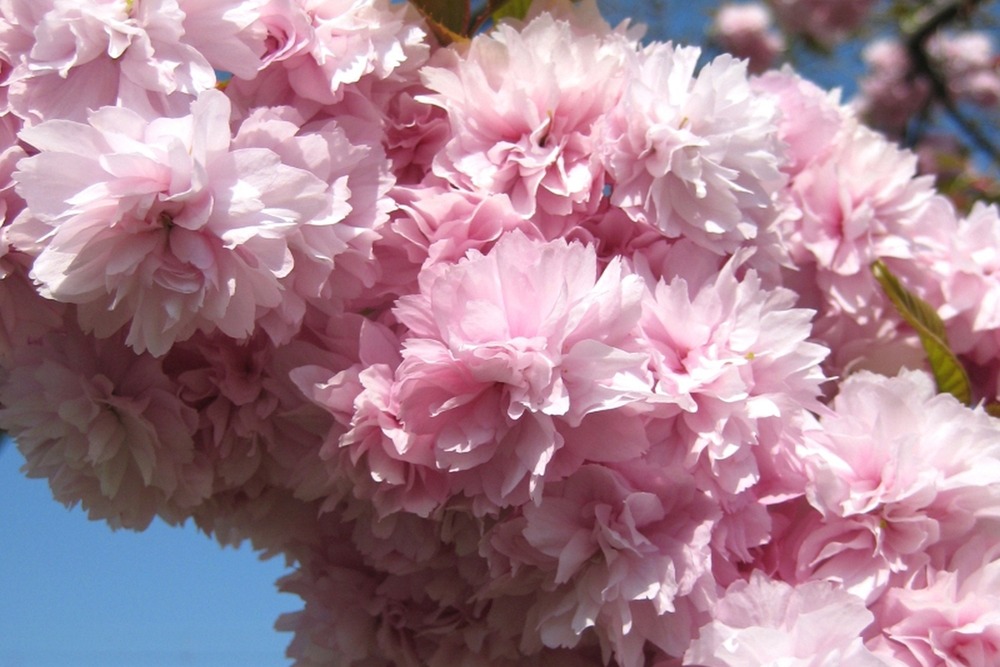 Cerisier du japon - 30 graines - prunus serrulata