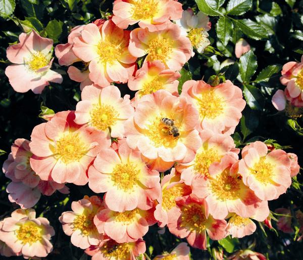 Rosen-Set Insektenfreundlich, 3-teilig