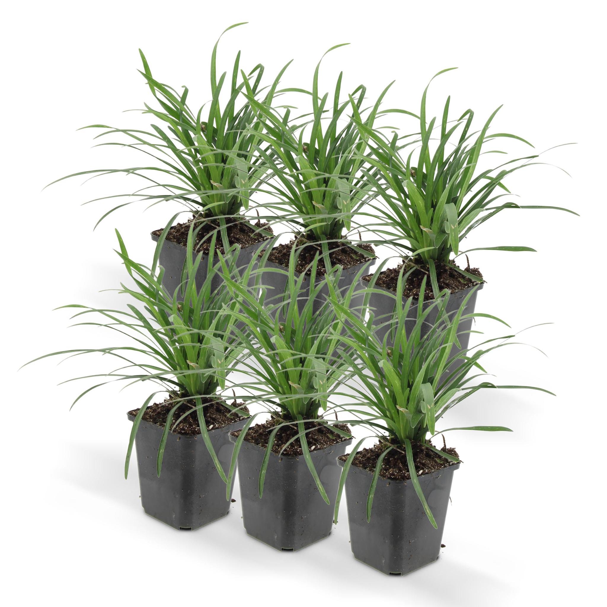 Liriope muscari 'big blue' - lot de 6